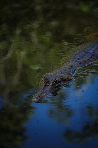 a crocodile is floating in the water at Suchipakari Amazon Eco -Lodge & Jungle Reserve in Puerto Misahuallí