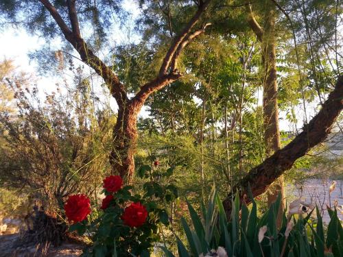 a tree with red roses in a garden at Al Jatib in Baza