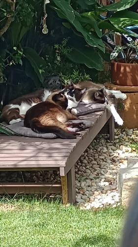 three dogs laying on a bench in the grass at Solar Lisboa 100 m da Praia com vista para mar in Balneário Camboriú