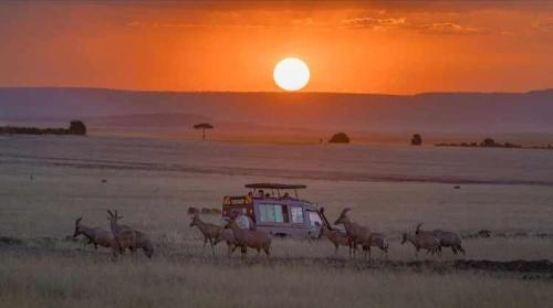 a herd of animals walking in a field with the sunset at Wildlife Enthusiasts in Sekenani