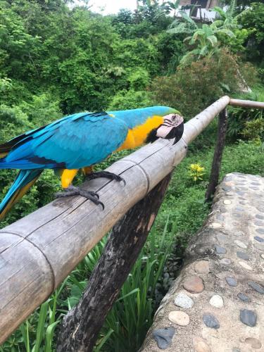 a blue and yellow parrot sitting on a rail at HOSTAL MIRADOR dentro del parque tayrona in El Zaino
