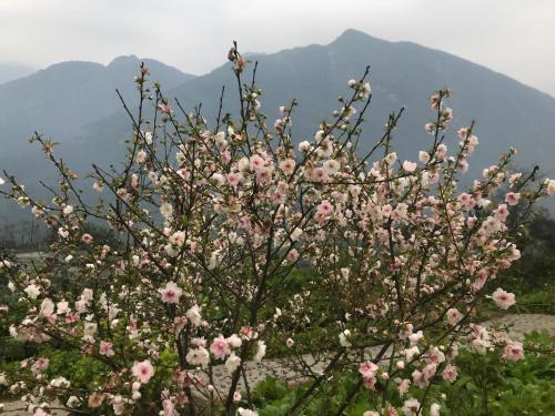 um arbusto de flores cor-de-rosa com montanhas ao fundo em Sau Meo Mountain View em Sa Pa