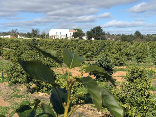 Foto Tavira-Quinta da Janela Azul 4