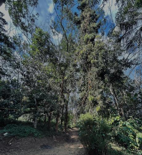 a forest filled with trees and a dirt road at 4 Bedroom Jungle Villa in Panamaram