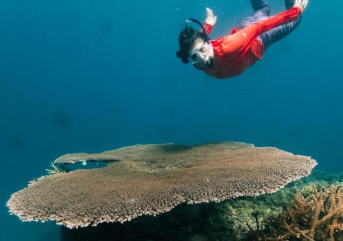Un homme volant à travers l'eau au-dessus d'un récif corallien dans l'établissement Sigasiga Sands Boutique Bungalows, à Savusavu