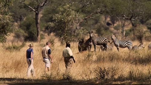 a group of people standing in a field with zebras at Green Garden Serengeti Luxury Tented Camp in Banagi
