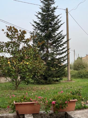 a pine tree and two flower pots in a yard at Villa Maria Caterina in Paterno