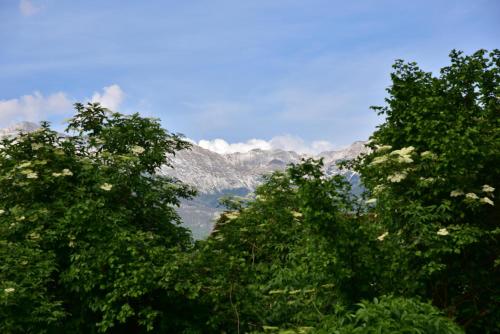 a group of trees with mountains in the background at Apartment JANG in Tolmin