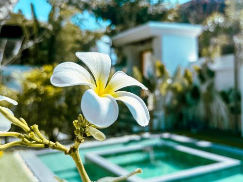 a white flower on a plant in front of a pool at Villa Anela in Puerto Princesa City