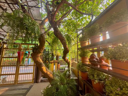 een grote boom in een gebouw met planten bij Baan Baramee House in Chiang Rai