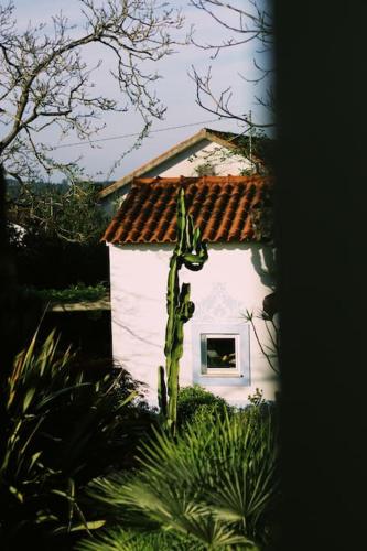 a small white house with a cactus in front of it at Casa Oliva - Casa da Lenha in Porto de Mós