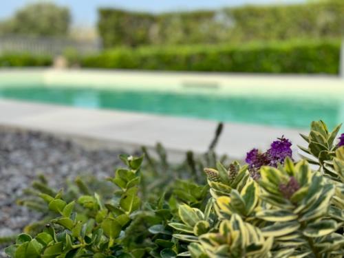 a plant with purple flowers in front of a pool at Sun Holidays Home in Marina di Modica