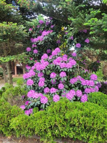 Taman di luar GARDENIA