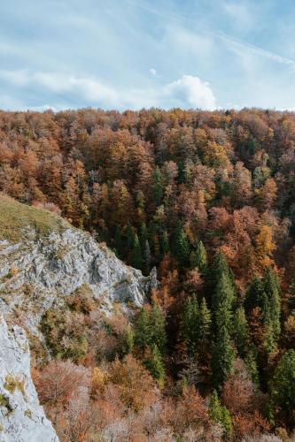 an aerial view of a forest of trees on a hill at Rooms Centar in Delnice