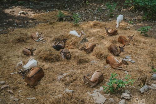 a group of animals laying on the ground at Rooms Centar in Delnice