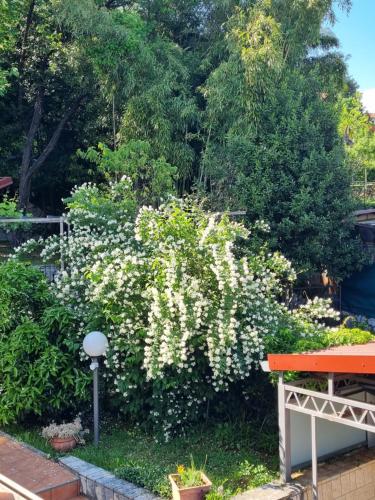 a bush with white flowers in a garden at Apartmani ViVa in Lovran