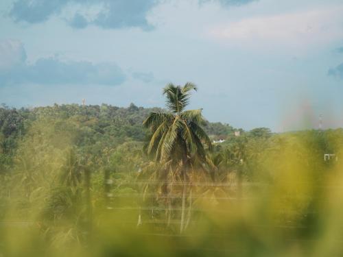 a palm tree in the middle of a forest at The Nine Mirissa in Mirissa