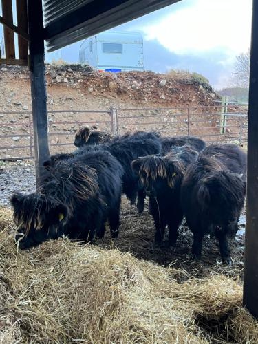 a herd of black goats eating hay in a pen at POSTBOX CROFT With A Sea View in Armadale