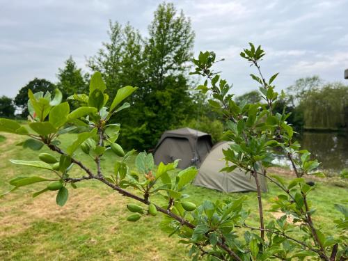 a tent sitting in the grass next to trees at Amber Lodge Hickstead-C in Haywards Heath