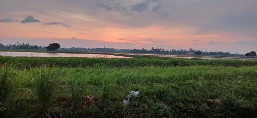 un campo de hierba con una puesta de sol en el fondo en Inap Hujung kampung en Penaga