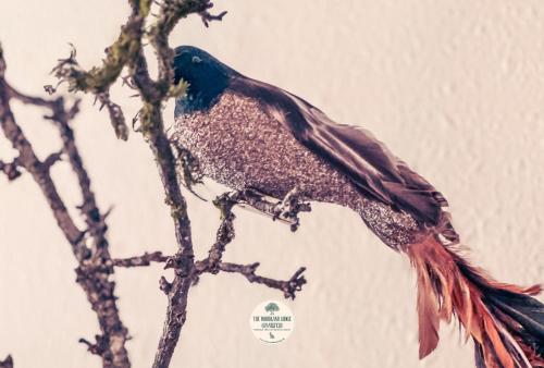Altri animali domestici presso il lodge o nei dintorni