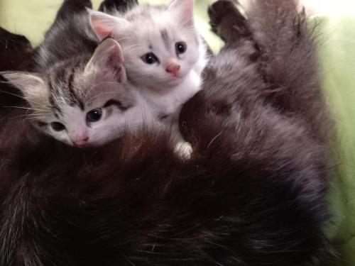 two kittens are laying on top of each other at Tunnel Gap Homestay in Ella