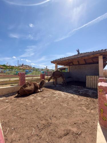 two ostriches laying in the dirt next to a building at LA GRANJA in Tetouan