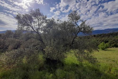 un arbre au milieu d'un champ dans l'établissement Bergerie en pierres et oliveraie, à Porto-Vecchio