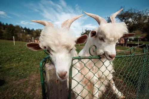 古拉哈莫卢洛伊Conacul Domnitei的相册照片