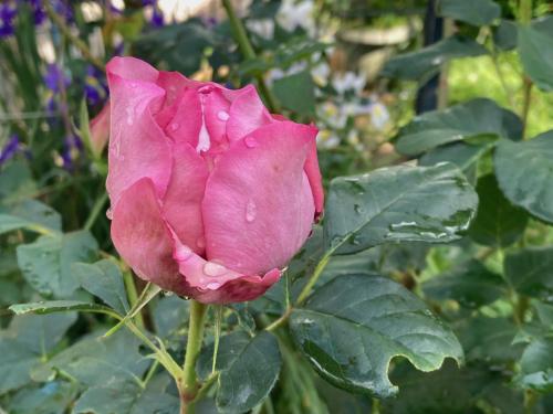 a pink rose with rain drops on it at Sous le bon Toit in Belley