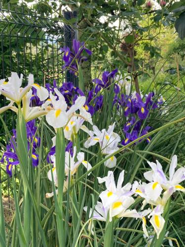 a bunch of white and purple flowers in a garden at Sous le bon Toit in Belley
