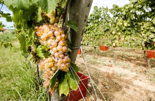 a bunch of grapes hanging from a tree at Casa Baldassini in Aulla