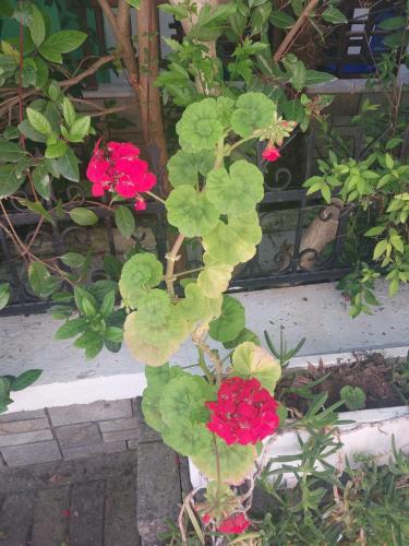 a plant with red flowers and green leaves in a pot at Tassos 2 in Pefkohori
