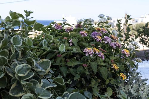 a bush with purple flowers and green leaves at Aegeans Eye in Azolimnos