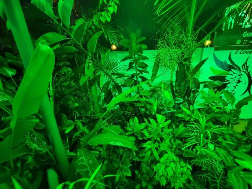 a room filled with plants in green lights at Nilaveli Guest House in Nilaveli