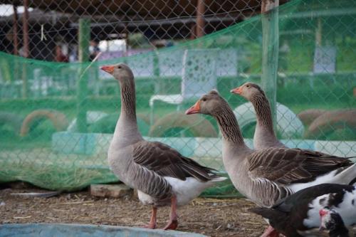 three ducks standing in front of a fence at LA GRANJA in Tétouan