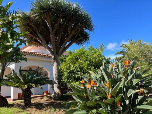 a palm tree in front of a house at Drago Tree Villa Tenerife in La Orotava