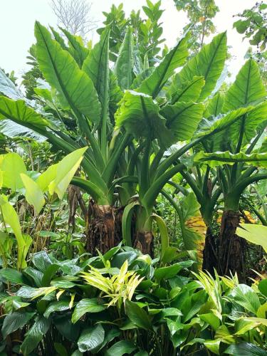 a bunch of green plants in a forest at Flat Camburi in Camburi