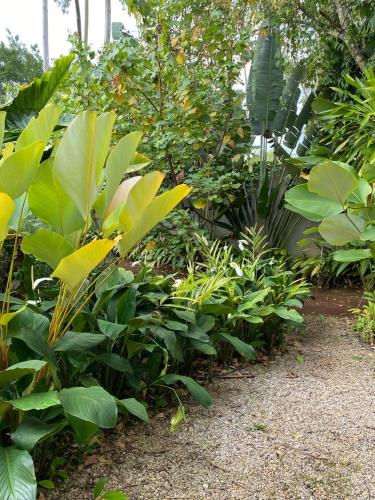 a garden with lots of green plants and trees at Flat Camburi in Camburi