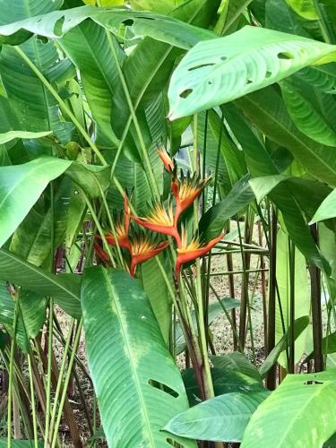 a yellow and orange flower on a plant with green leaves at Flat Camburi in Camburi