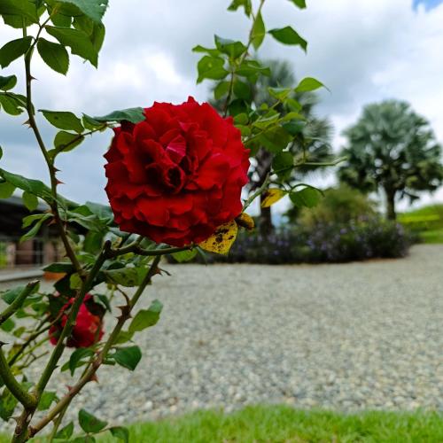 a red flower is growing on a plant at Hotel Campestre Los Mangos in Quimbaya