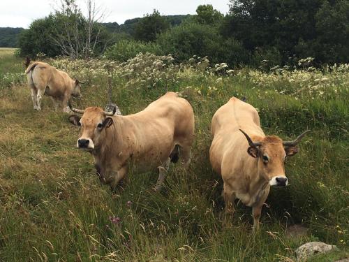 three cows standing in a field of grass at La Petite Echelle in Rochejean