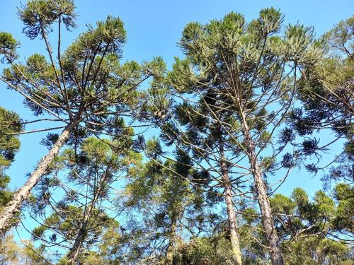 a group of trees looking up into the sky at Cabana de pesca e lazer Represa Usina Mafra sc in Mafra