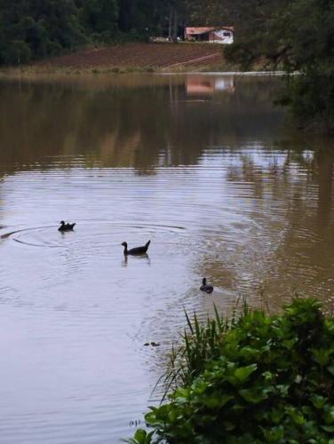 two ducks are swimming in a lake at Cabana de pesca e lazer Represa Usina Mafra sc in Mafra