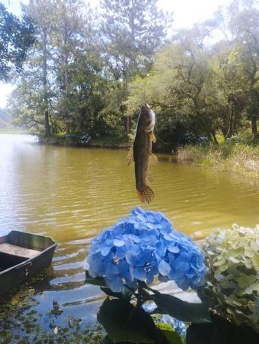 a fish jumping out of the water next to a boat at Cabana de pesca e lazer Represa Usina Mafra sc in Mafra