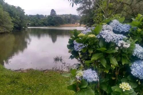 a view of a lake with blue flowers at Cabana de pesca e lazer Represa Usina Mafra sc in Mafra