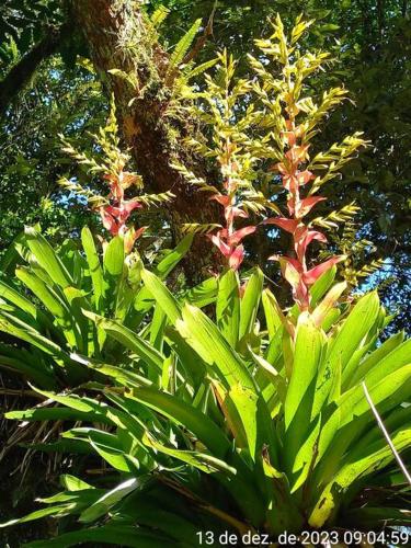 two plants with red and green leaves next to a tree at Cabana de pesca e lazer Represa Usina Mafra sc in Mafra