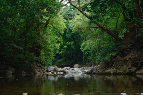 a river in a forest with rocks and trees at Casa BAMBÚ, enjoy nature in San Juan de Mata