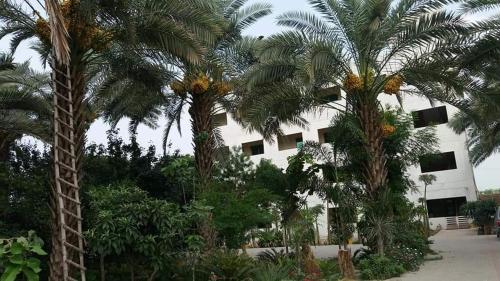 um grupo de palmeiras em frente a um edifício em Palms view hotel em Faisalabad