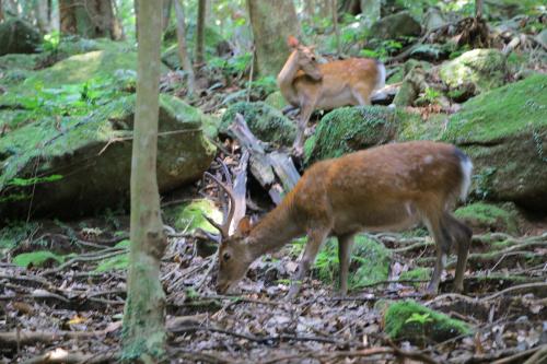 Tiere im Hotel oder in der Nähe